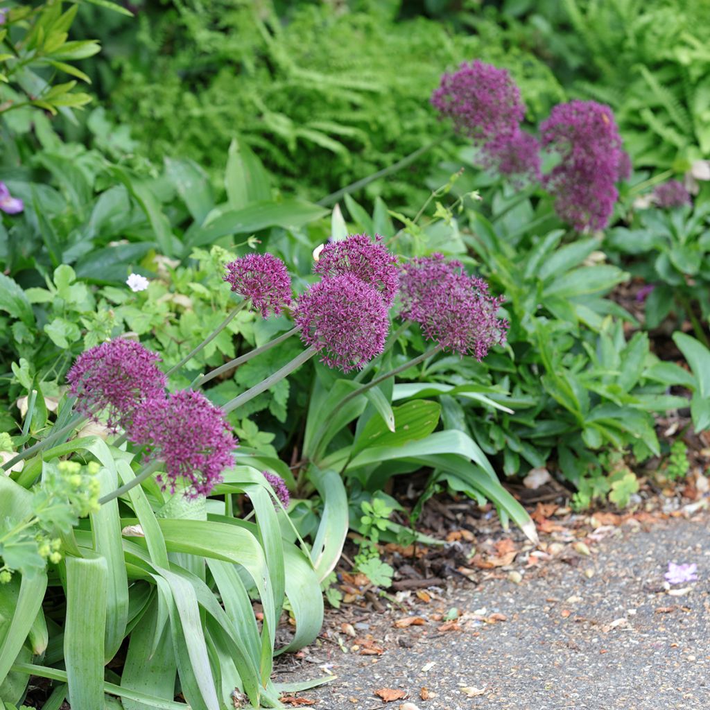 Allium Ostara - Zierlauch