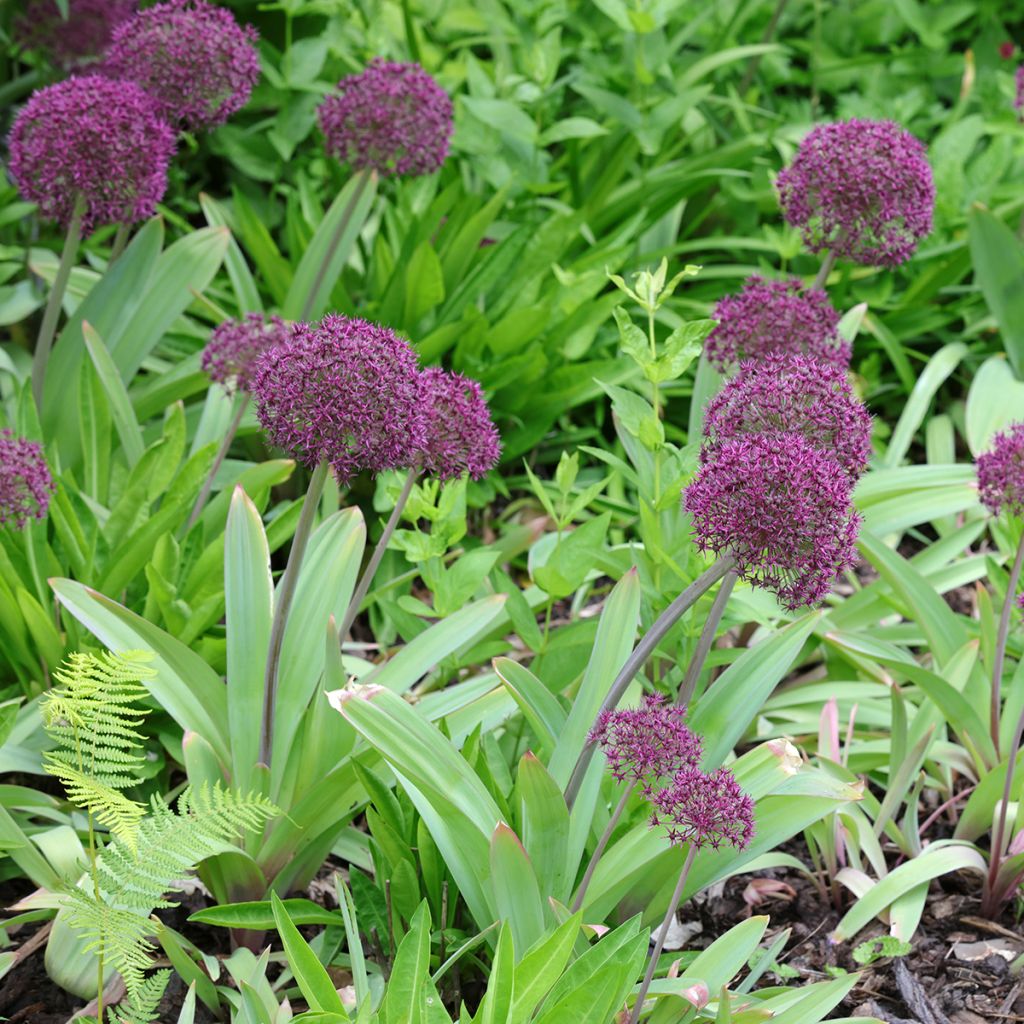 Allium Ostara - Zierlauch