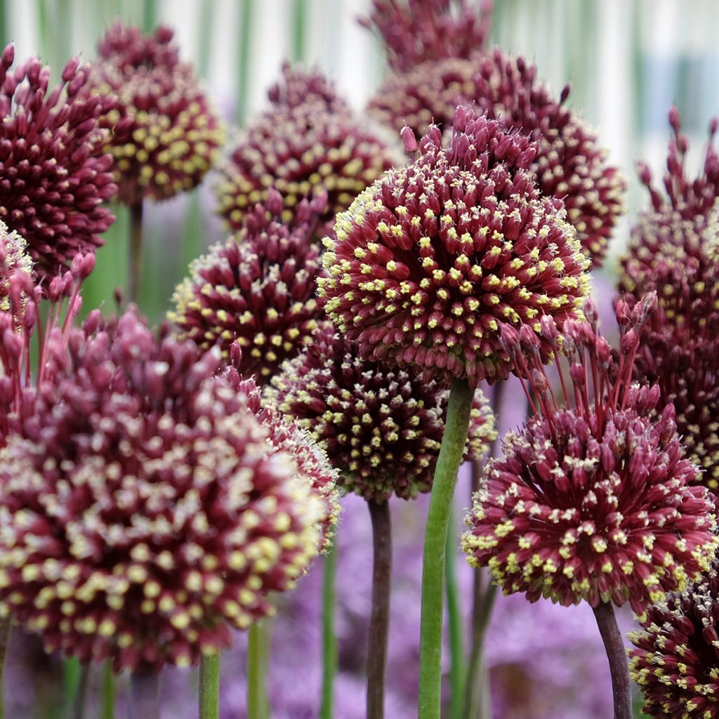 Allium amethystinum Red Mohican - Zierlauch