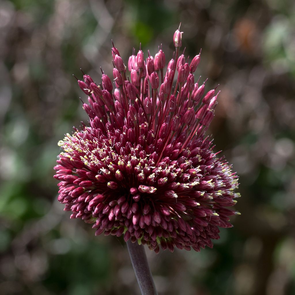 Allium amethystinum Red Mohican - Zierlauch