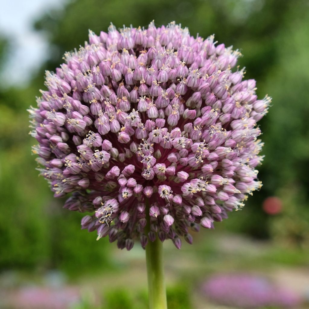 Allium Summer Drummer - Zierlauch