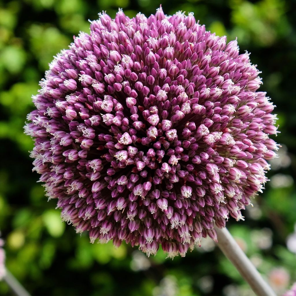 Allium Summer Drummer - Zierlauch