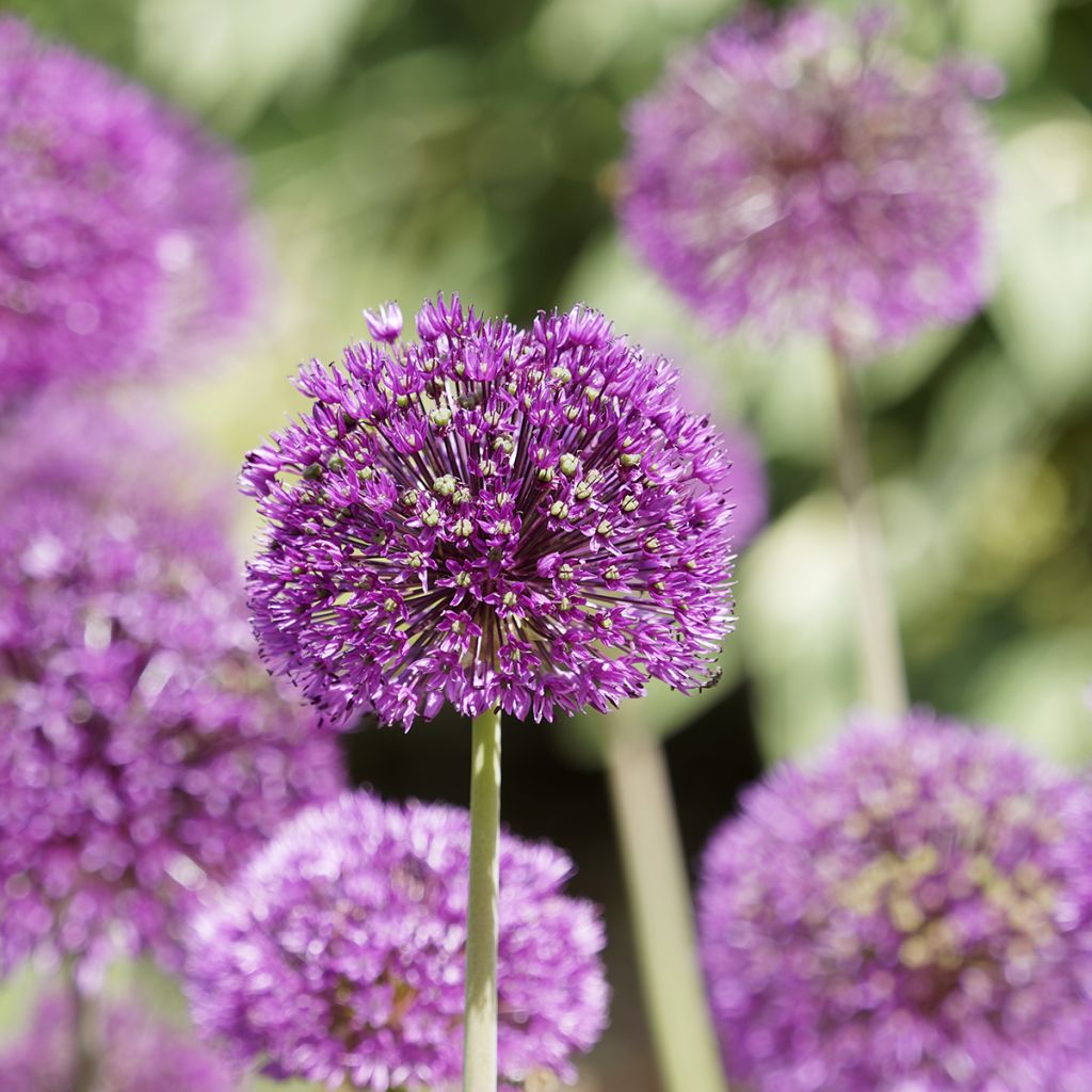 Allium aflatunense Purple Sensation - Zierlauch