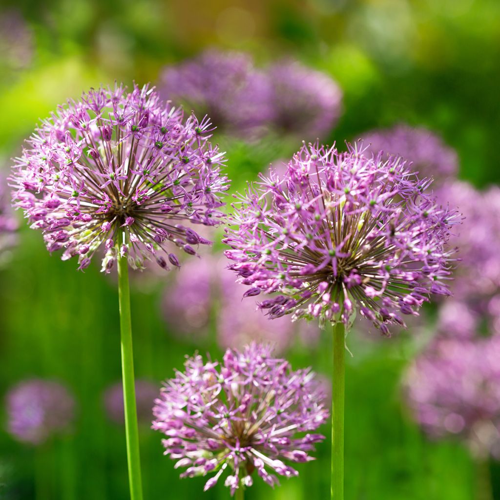 Allium aflatunense Purple Sensation - Zierlauch