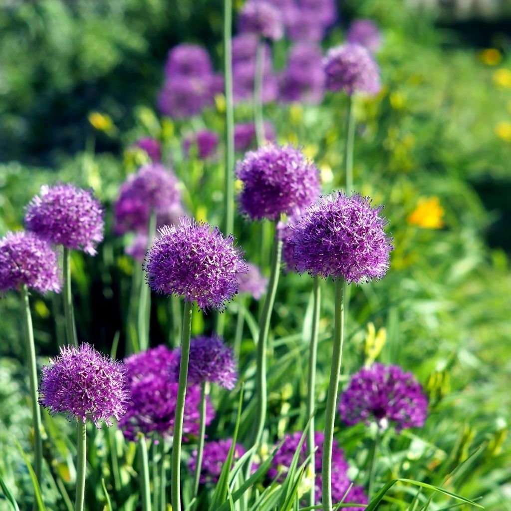 Allium aflatunense Purple Sensation - Zierlauch