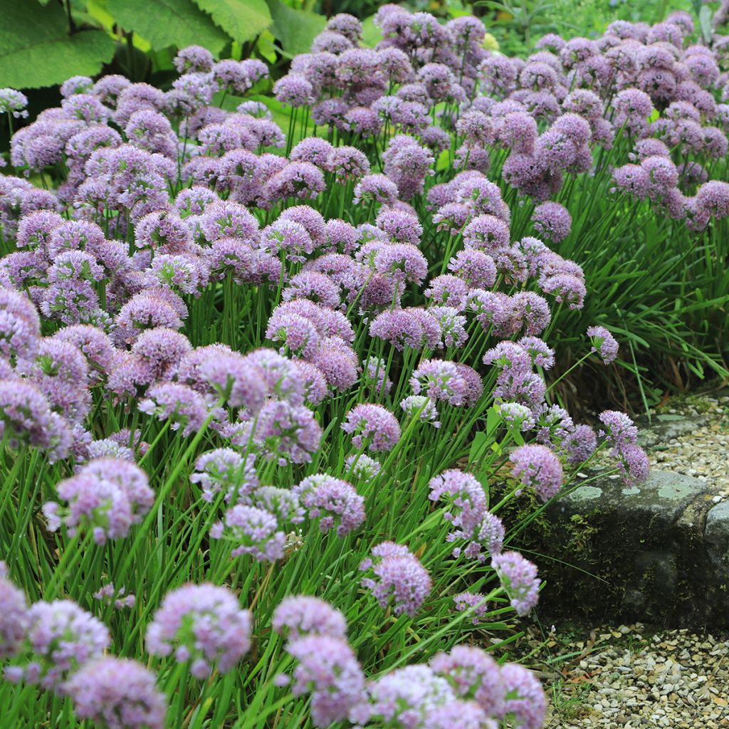 Allium angulosum - Kanten-Lauch