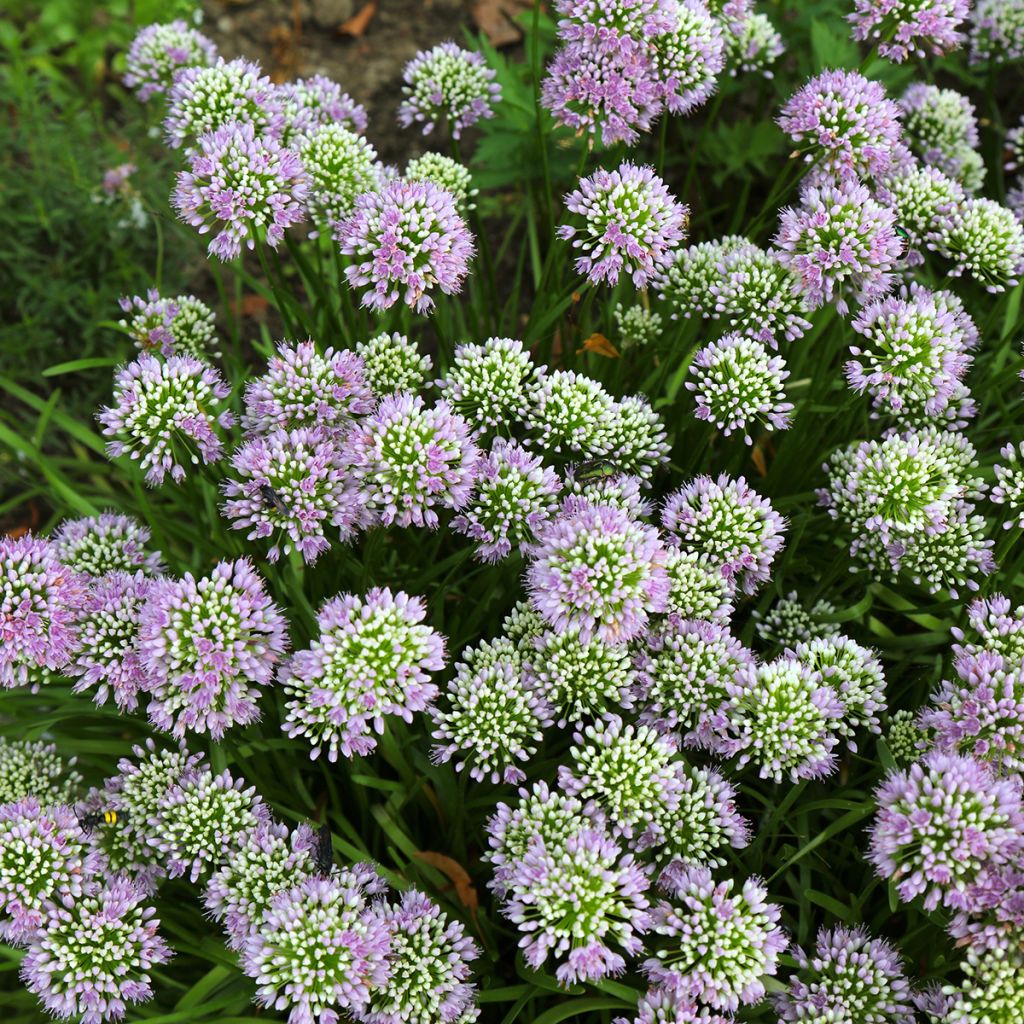 Allium angulosum - Kanten-Lauch