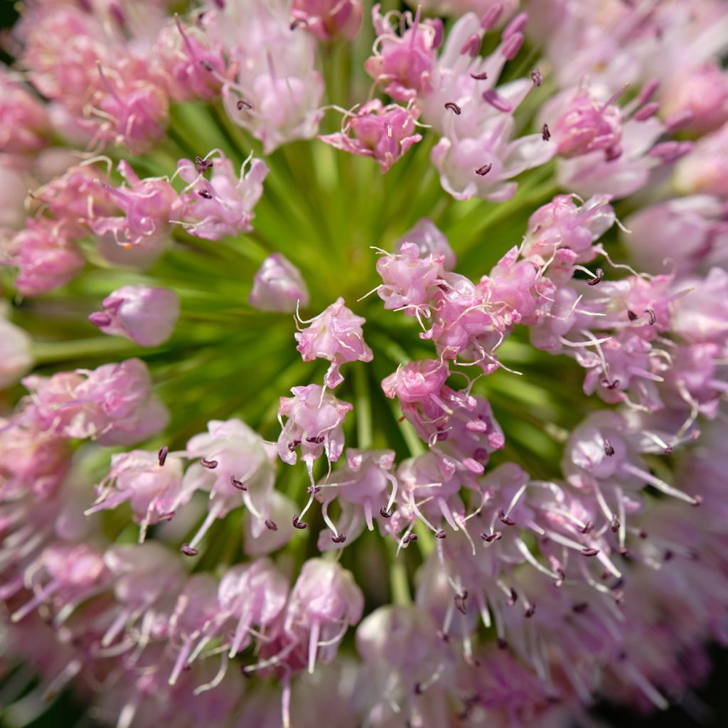 Allium angulosum - Kanten-Lauch