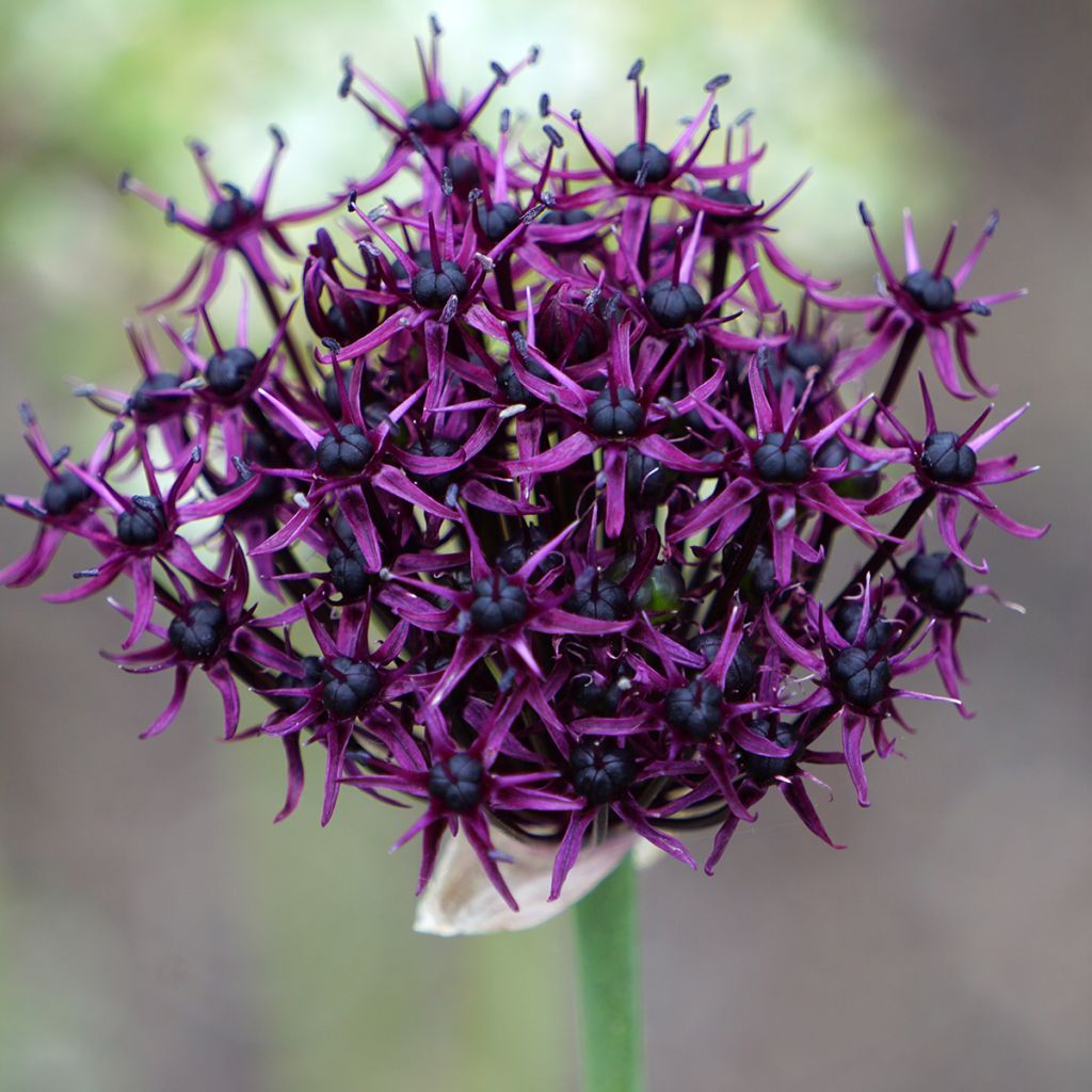 Ail d'ornement - Allium atropurpureum