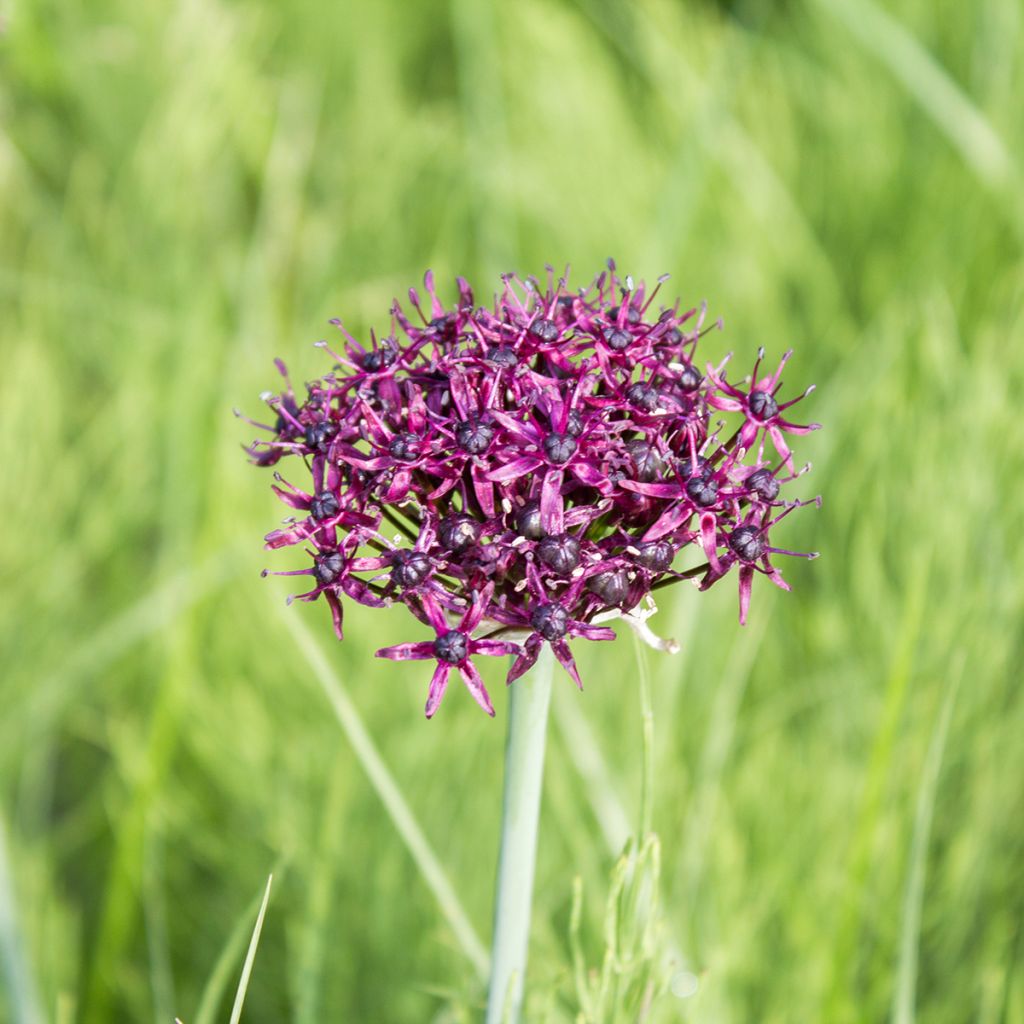 Allium atropurpureum - Zierlauch