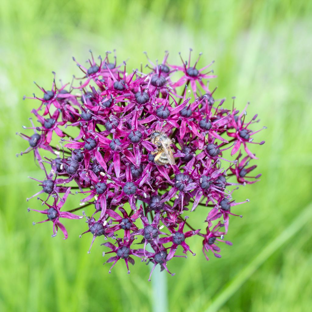 Allium atropurpureum - Zierlauch