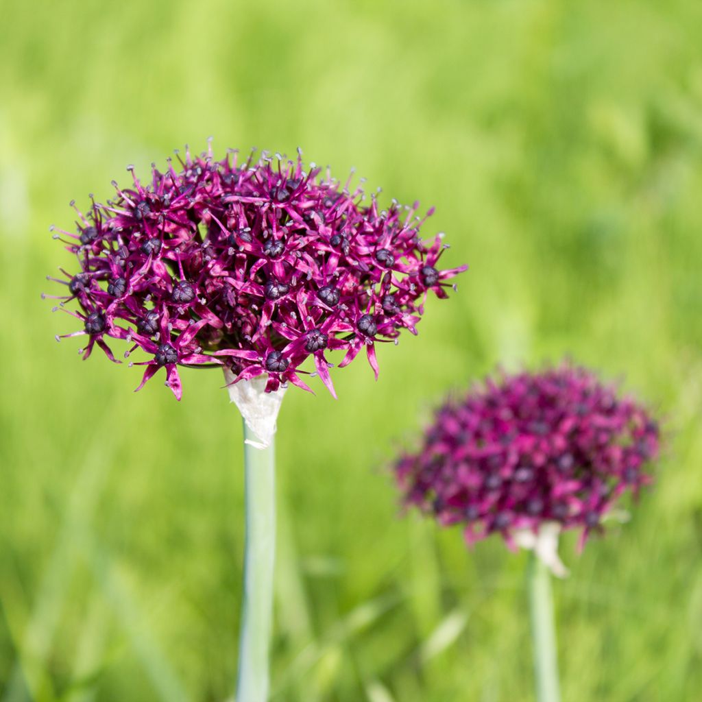 Allium atropurpureum - Zierlauch