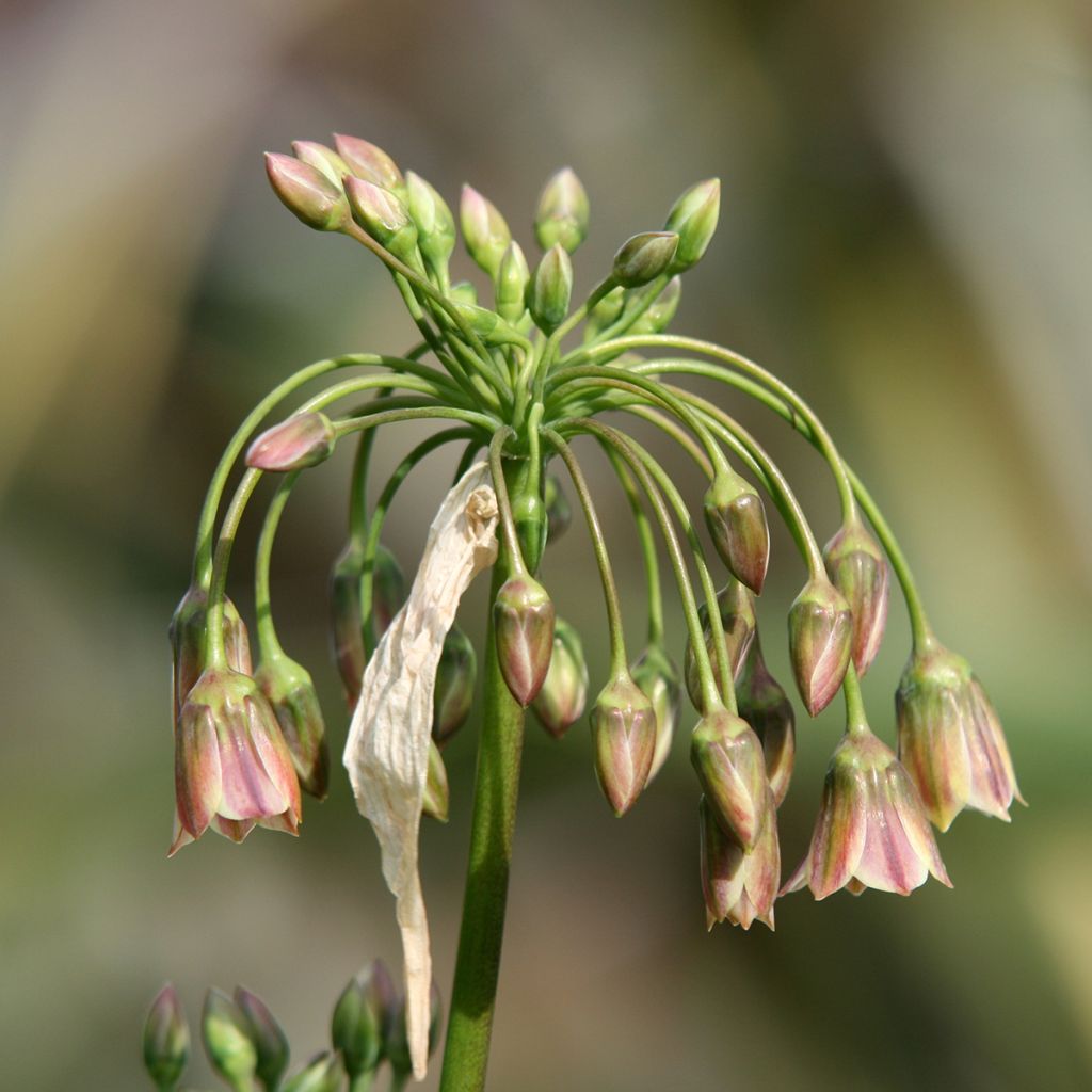 Allium nectaroscordum - Sizilianische Honiglauch