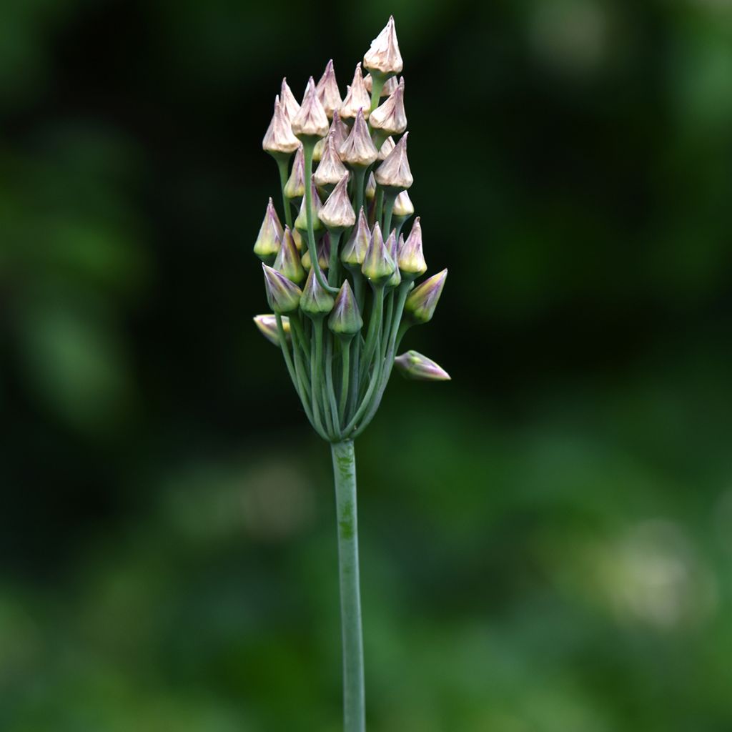 Allium nectaroscordum - Sizilianische Honiglauch