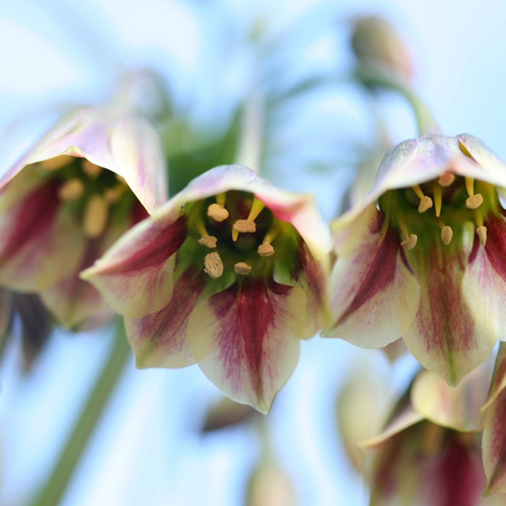 Allium nectaroscordum - Sizilianische Honiglauch