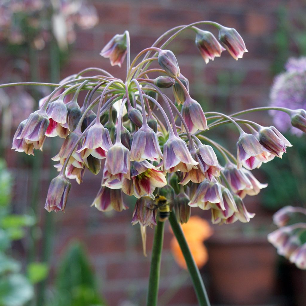 Allium nectaroscordum - Sizilianische Honiglauch