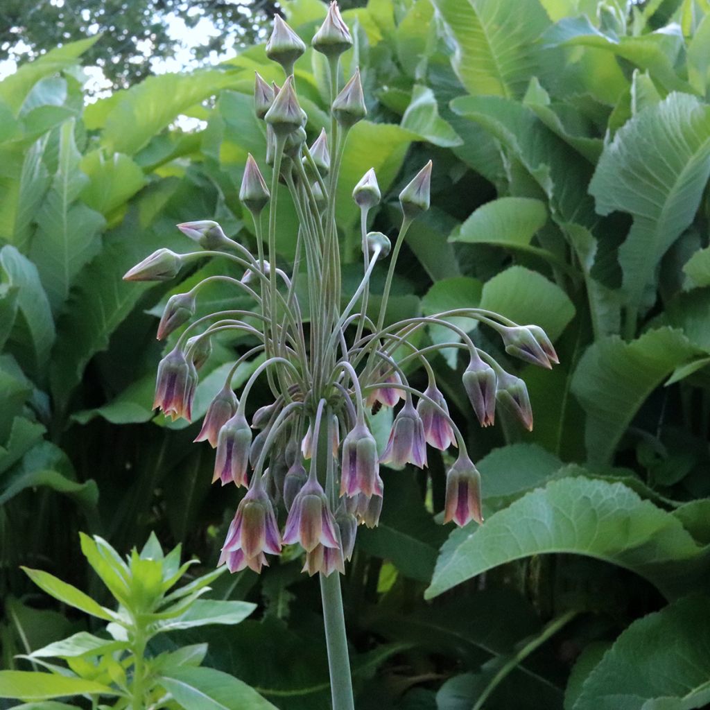 Allium nectaroscordum - Sizilianische Honiglauch