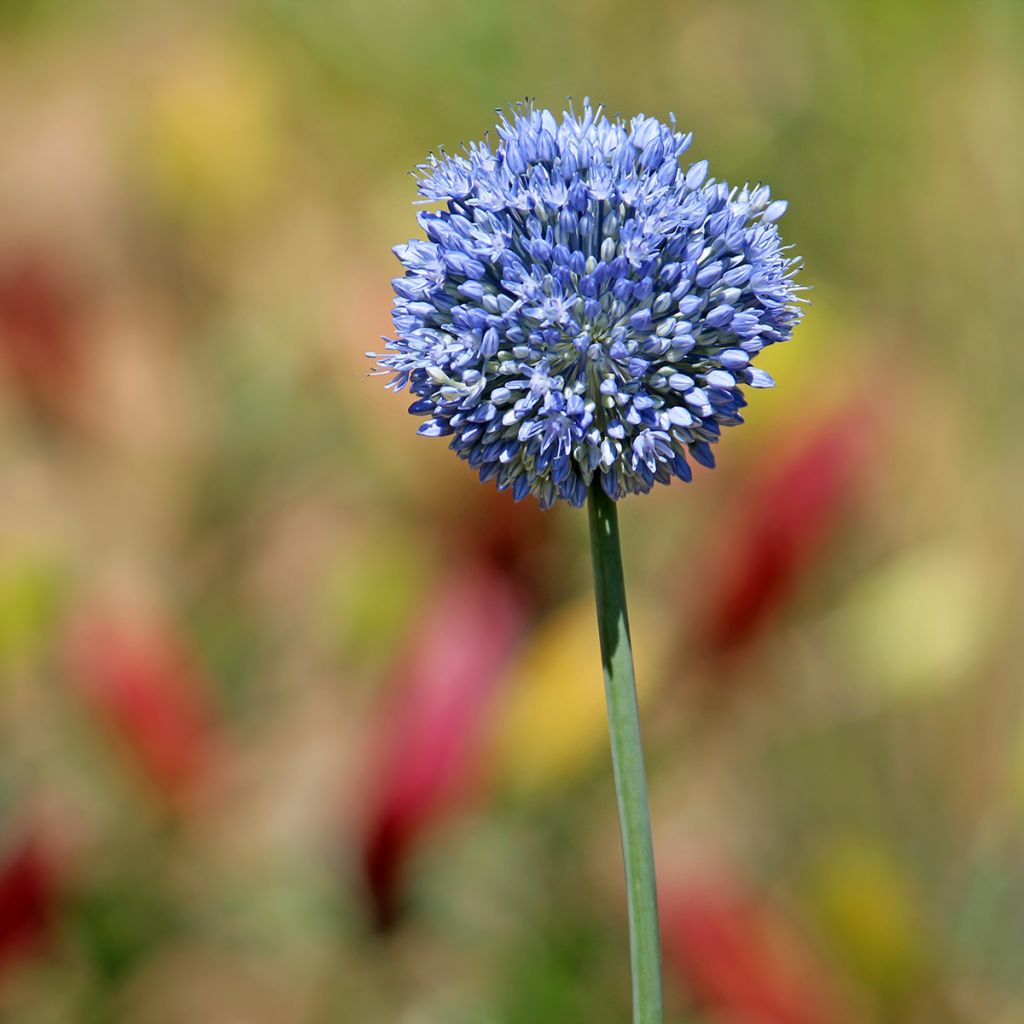 Allium caeruleum - Flieder-Lauch