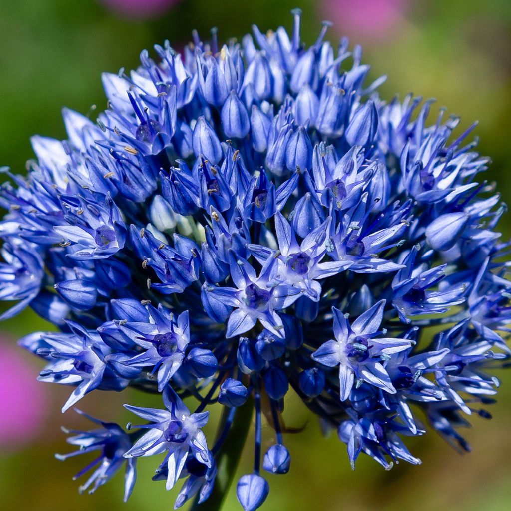 Allium caeruleum - Flieder-Lauch