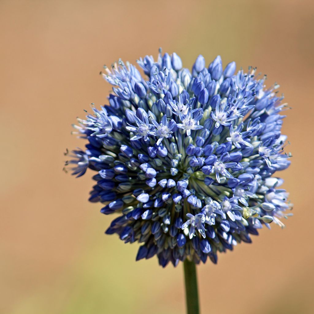 Allium caeruleum - Flieder-Lauch