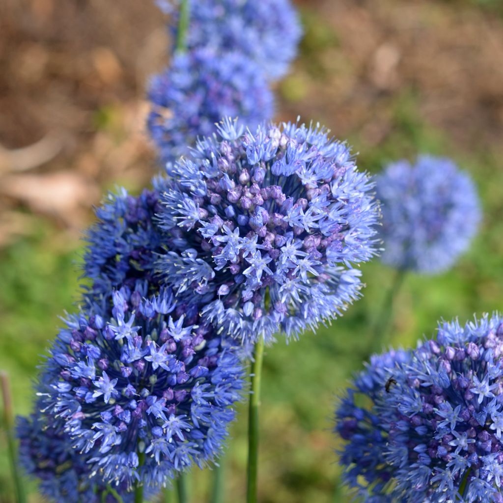 Allium caeruleum - Flieder-Lauch