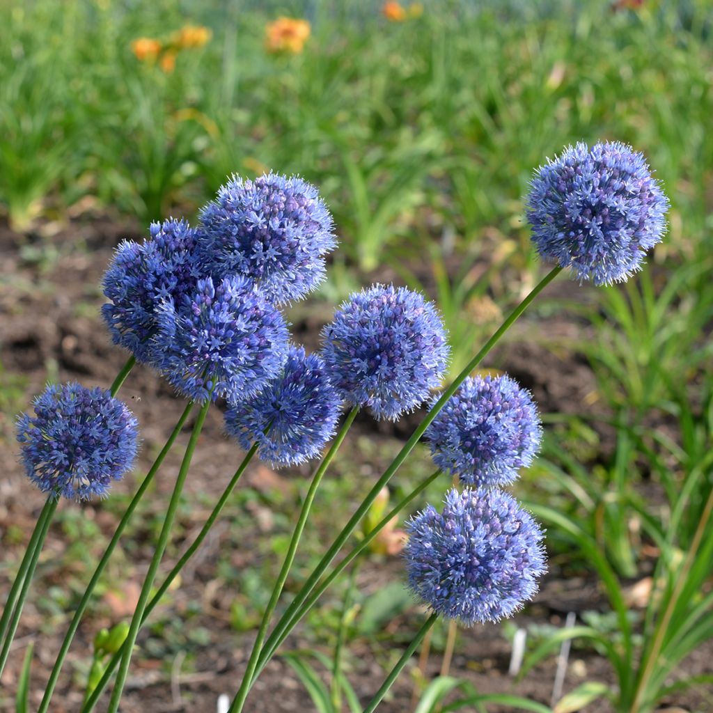 Allium caeruleum - Flieder-Lauch