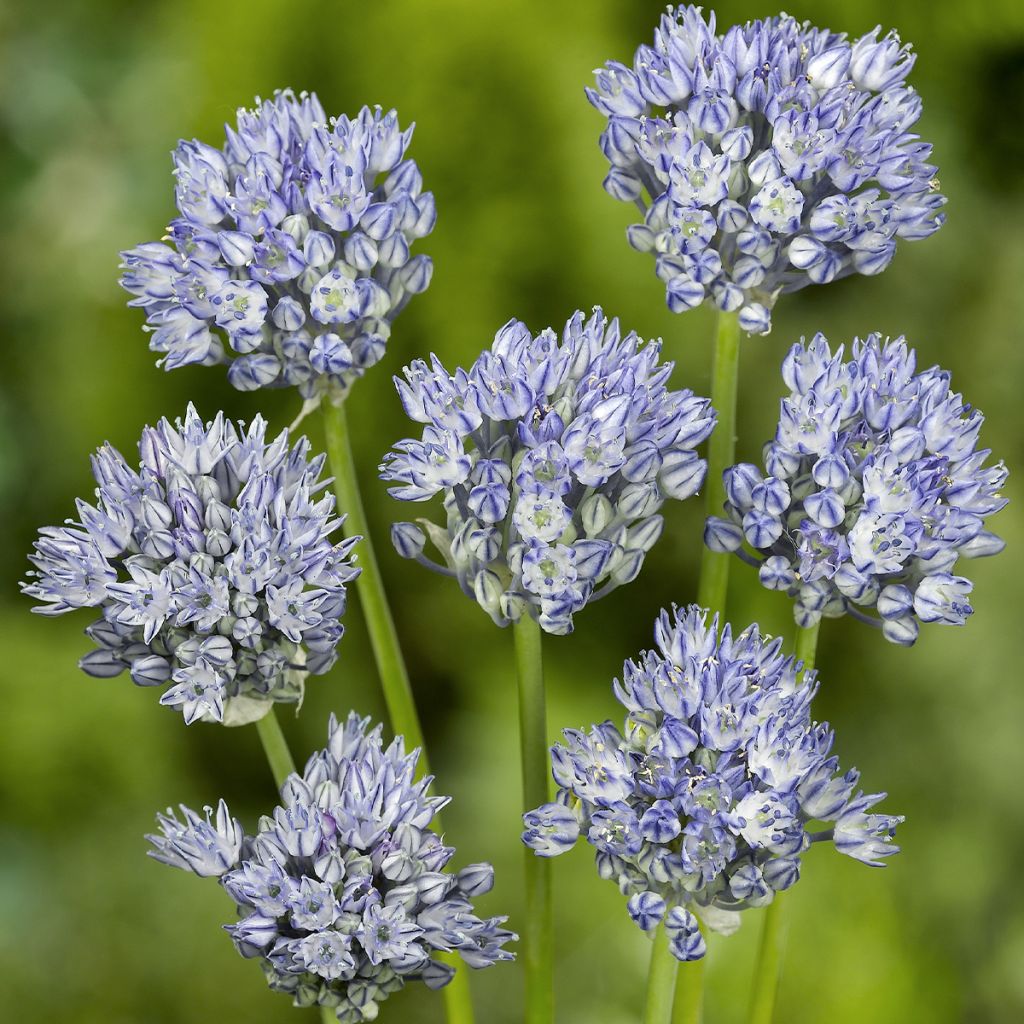 Allium caesium - Blaulauch