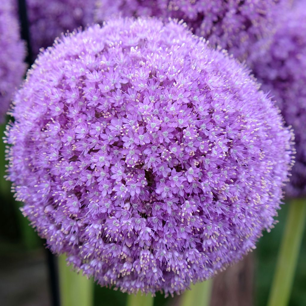 Allium giganteum - Riesen-Lauch