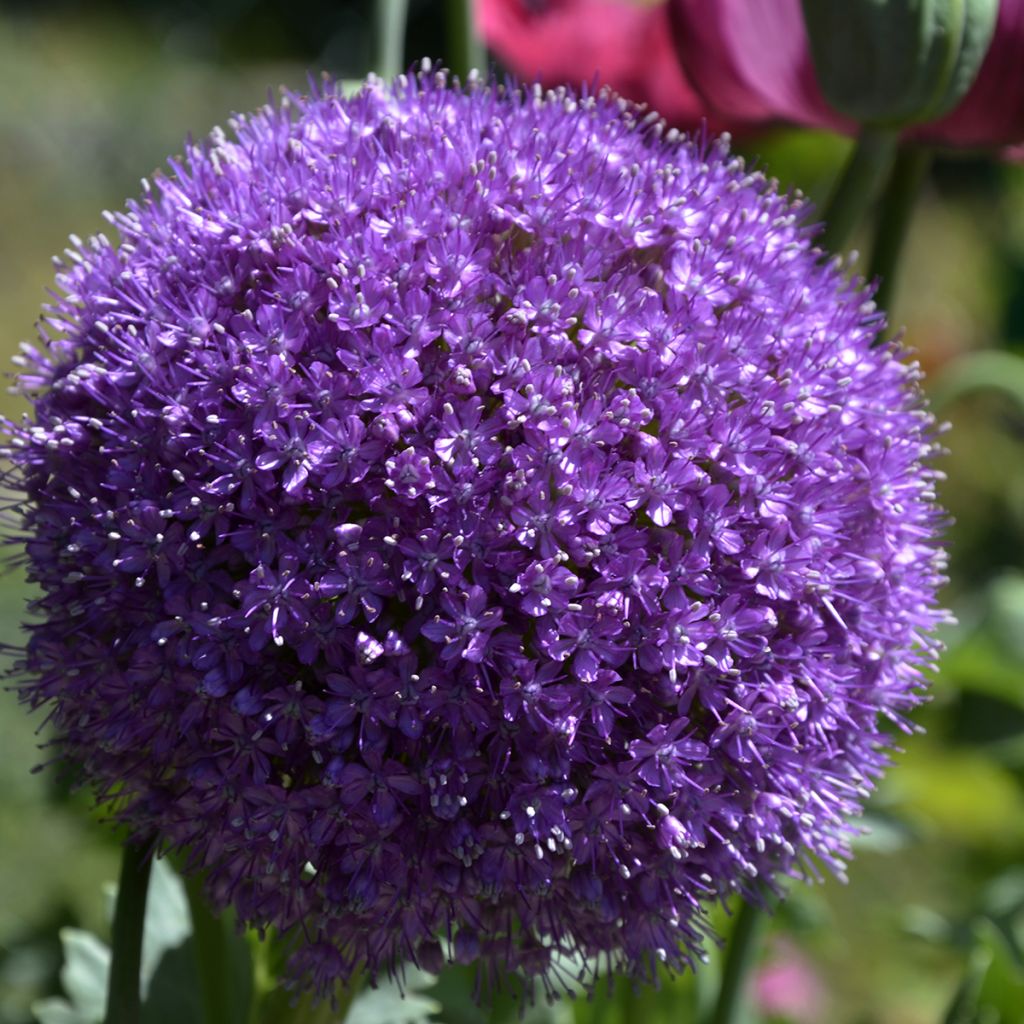 Allium giganteum - Riesen-Lauch