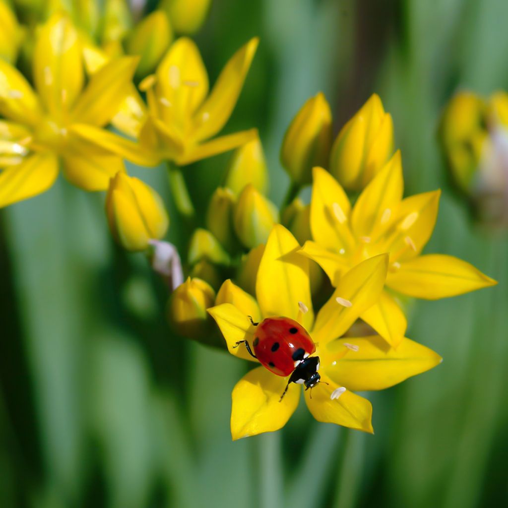 Allium moly - Goldlauch