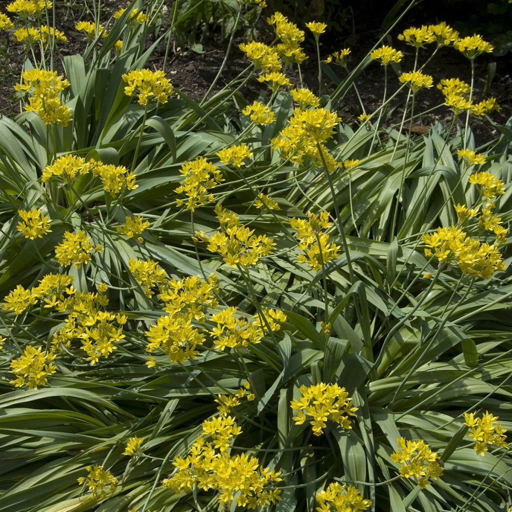 Allium moly - Goldlauch