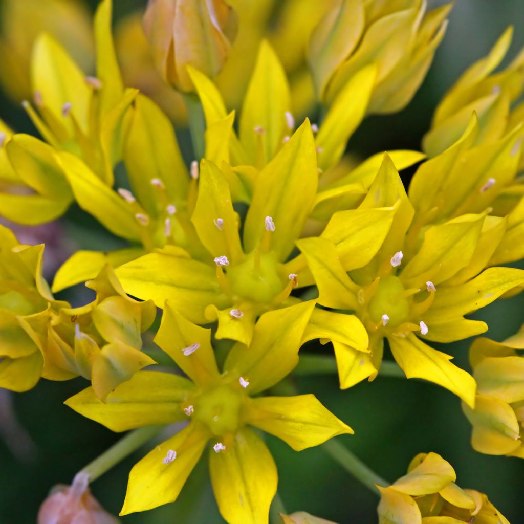 Allium moly - Goldlauch