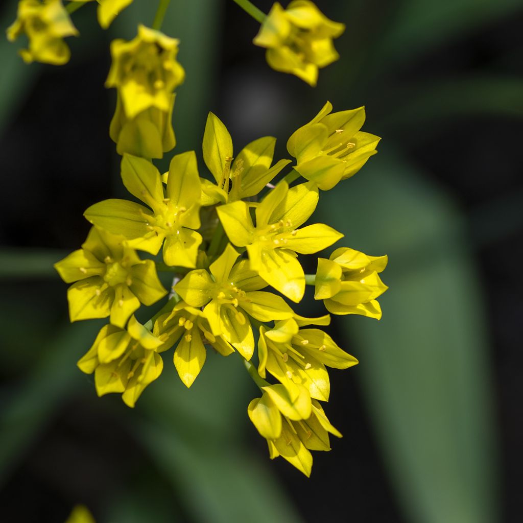 Allium moly - Goldlauch