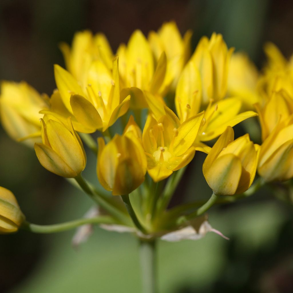 Allium moly - Goldlauch