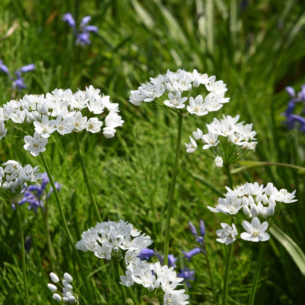 Allium neapolitanum Groupe Cowanii - Neapolitanischer Lauch