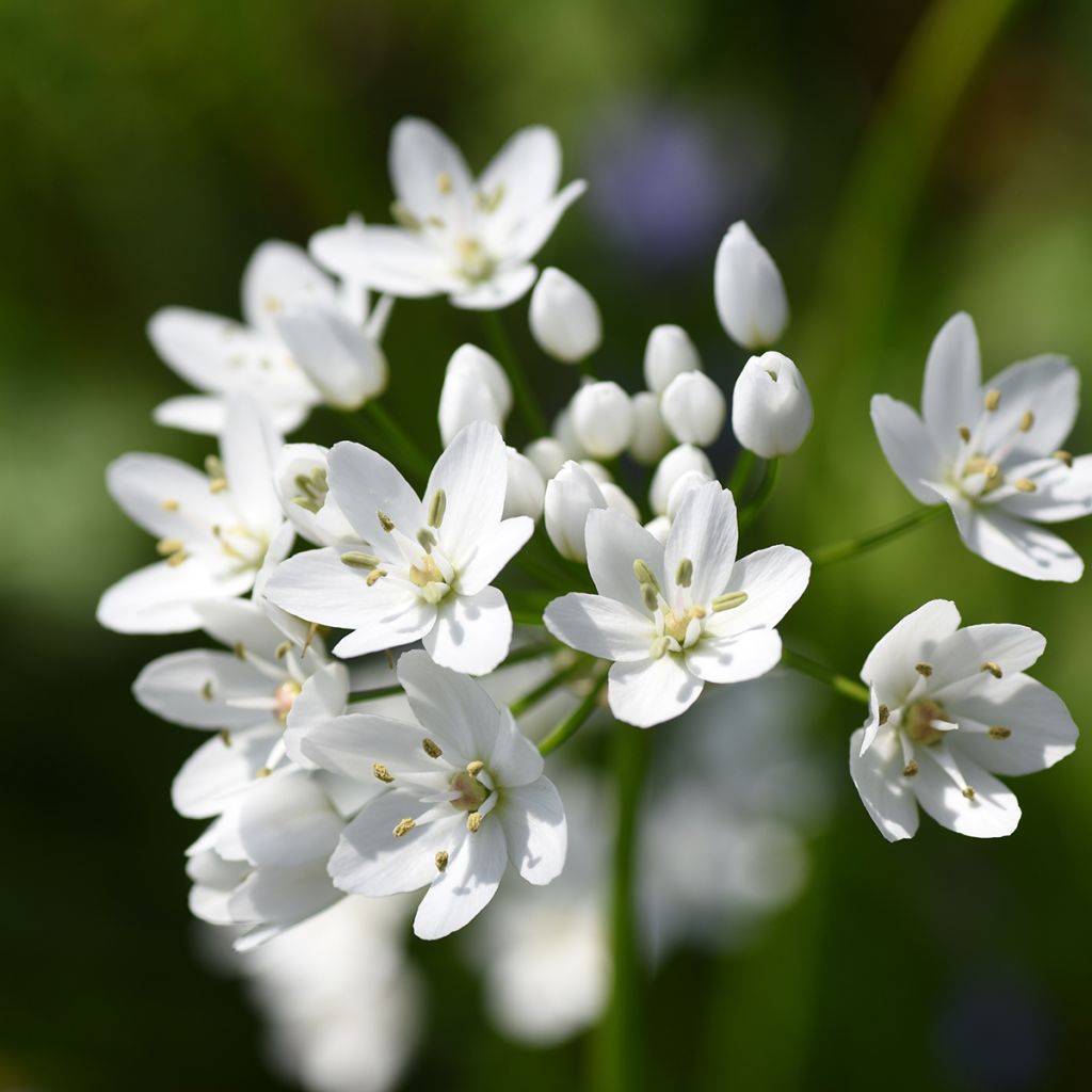 Allium neapolitanum Groupe Cowanii - Neapolitanischer Lauch