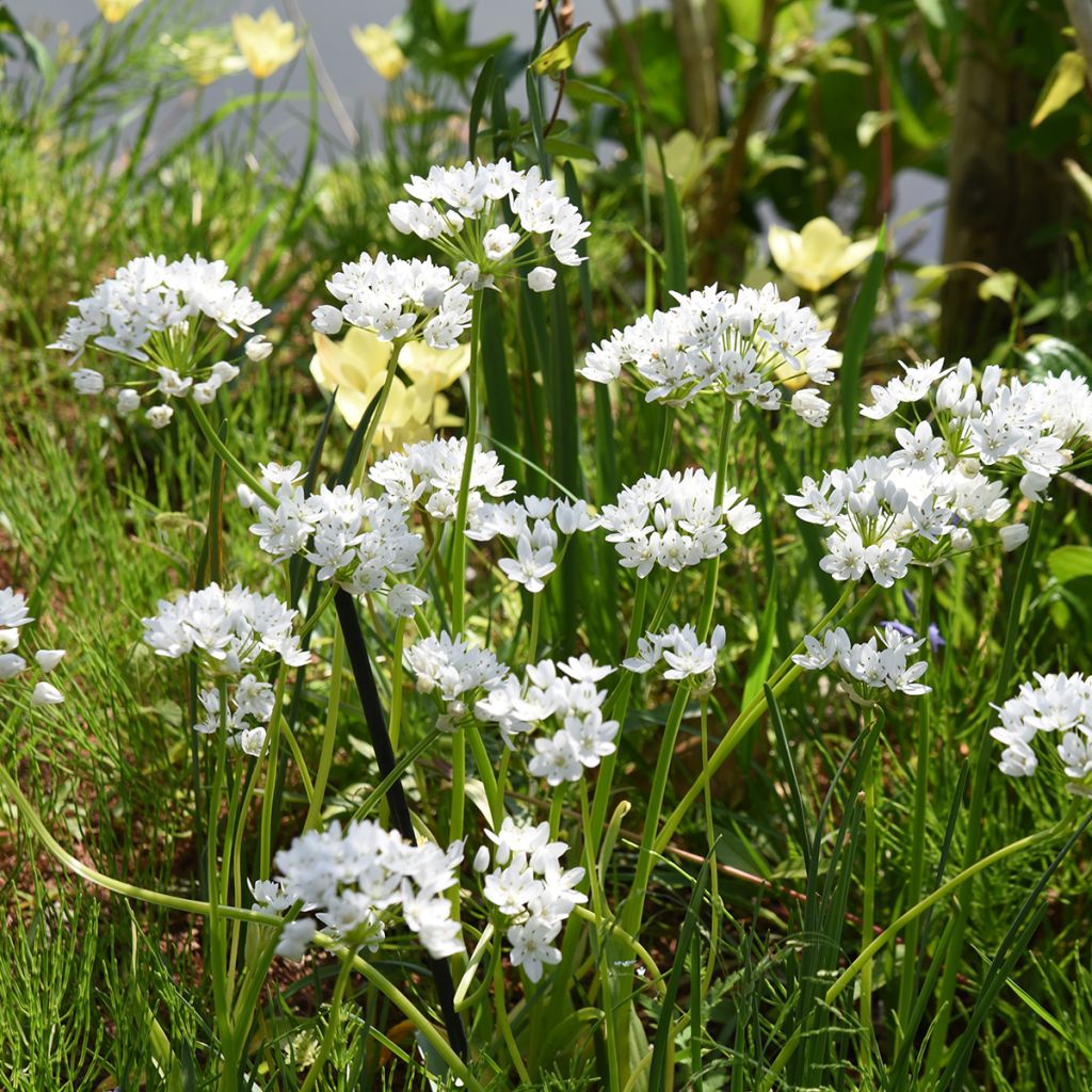 Allium neapolitanum Groupe Cowanii - Neapolitanischer Lauch