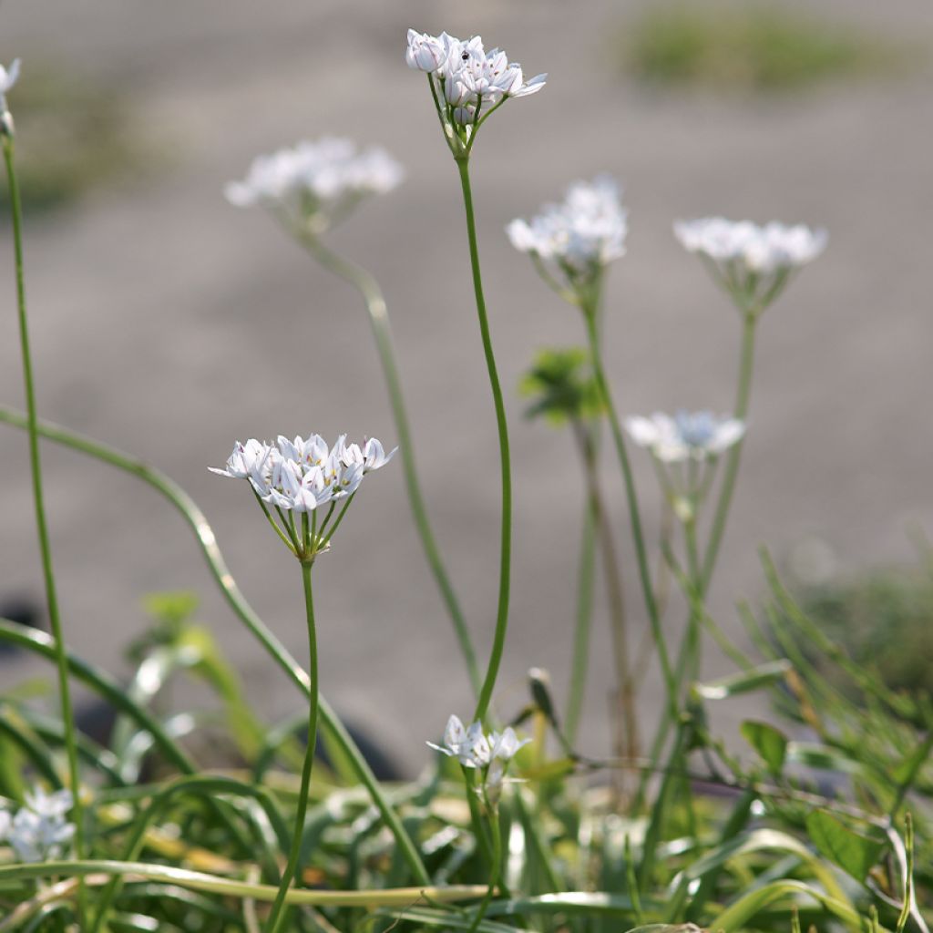 Allium neapolitanum - Neapolitanischer Lauch