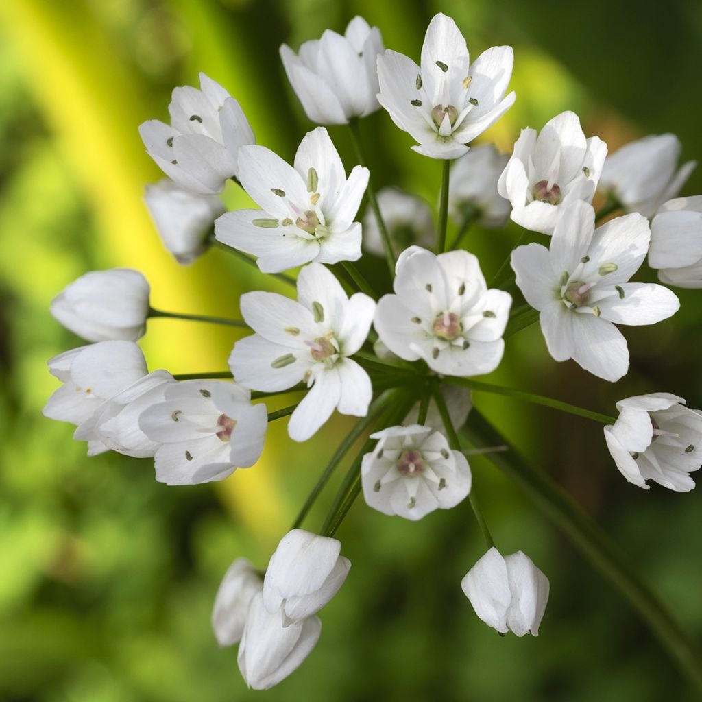 Allium neapolitanum - Neapolitanischer Lauch