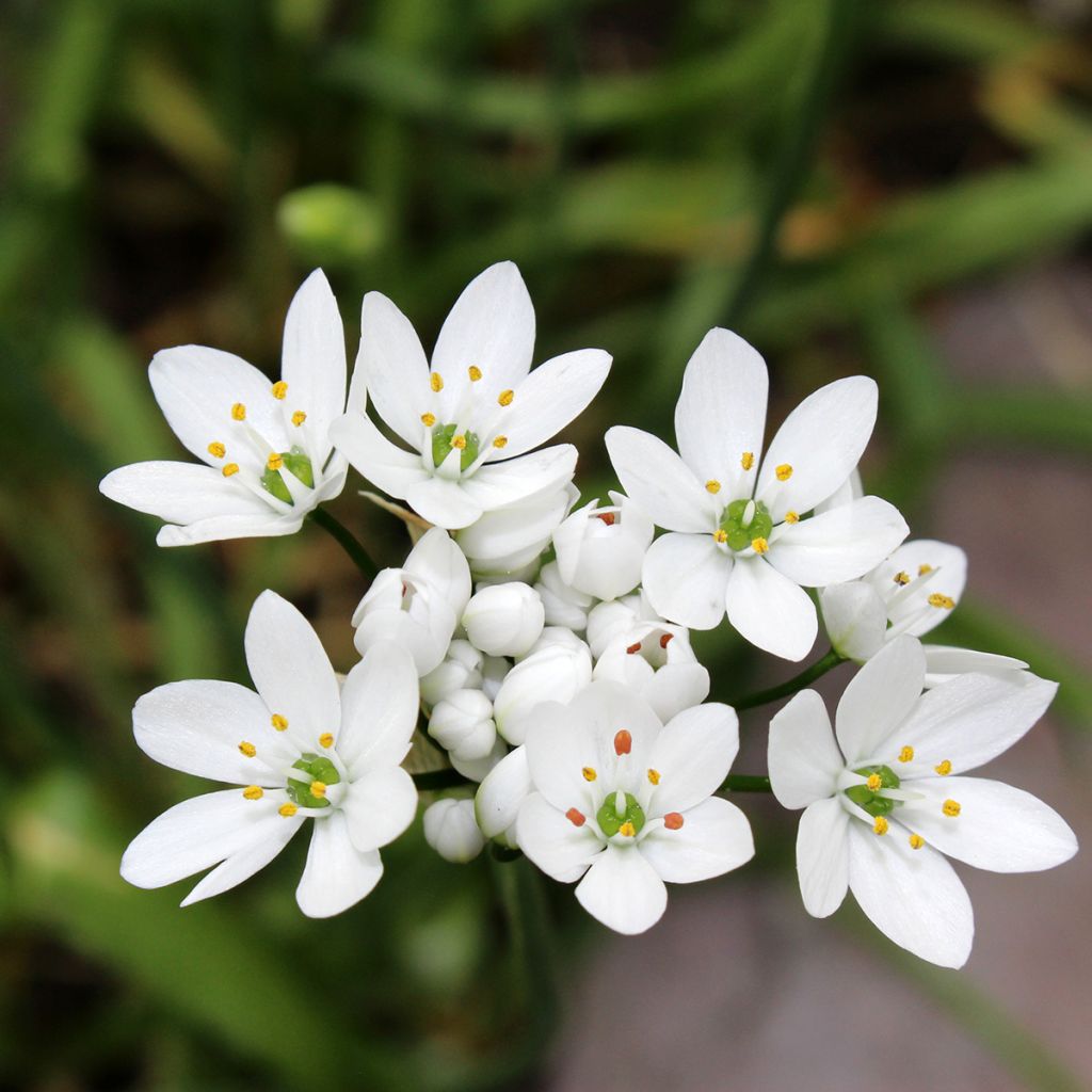 Allium neapolitanum - Neapolitanischer Lauch