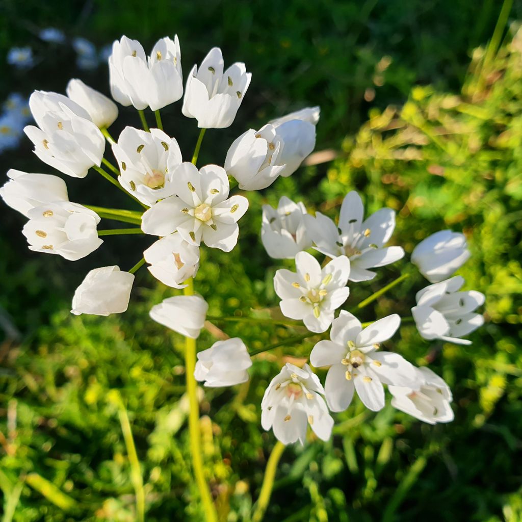 Allium neapolitanum - Neapolitanischer Lauch