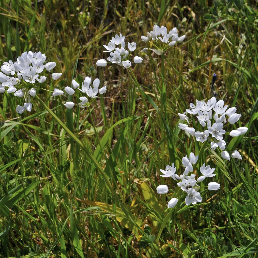 Allium neapolitanum - Neapolitanischer Lauch