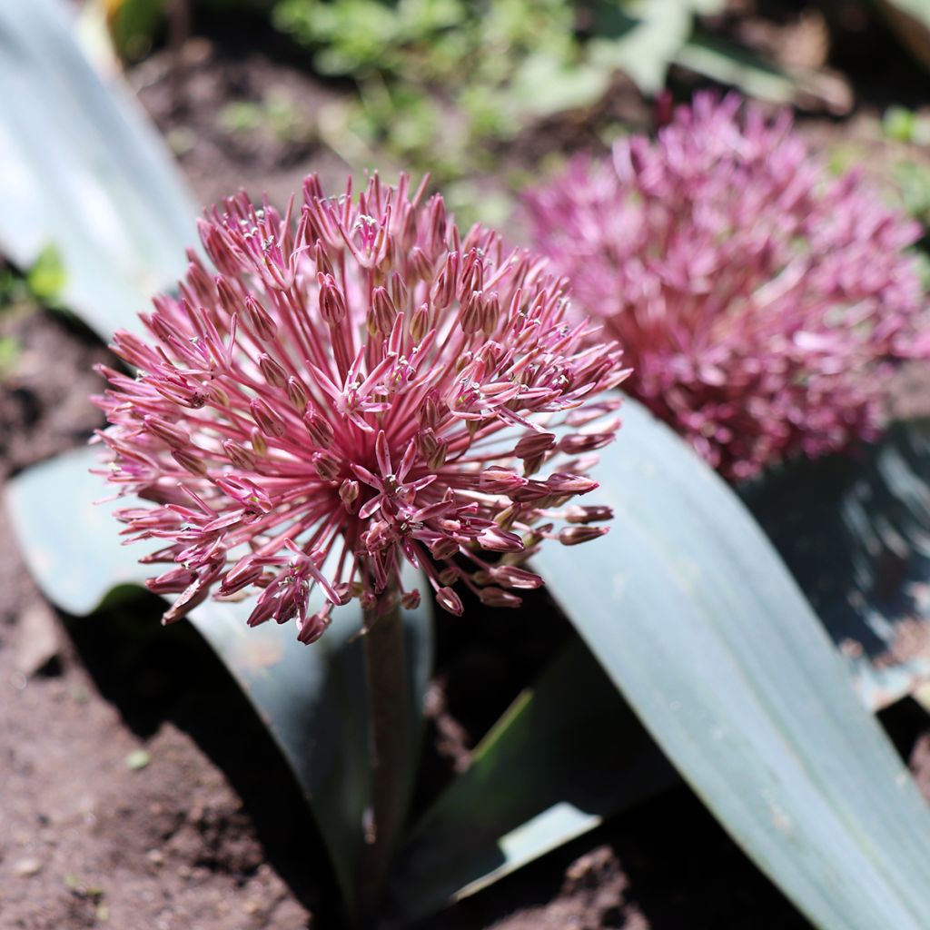 Allium nevskianum - Blauzungen-Lauch