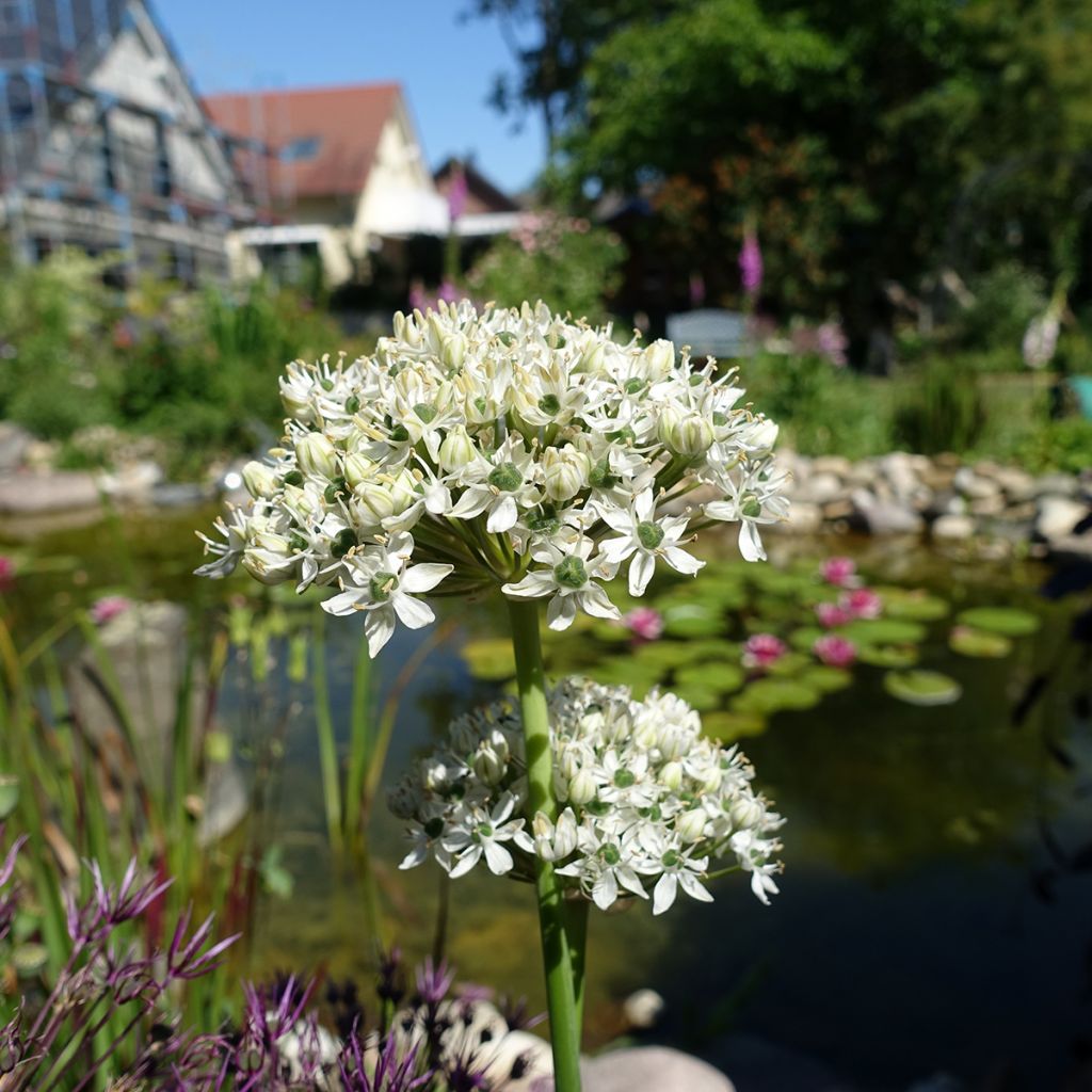 Allium nigrum ssp multibulbosum - Zierlauch