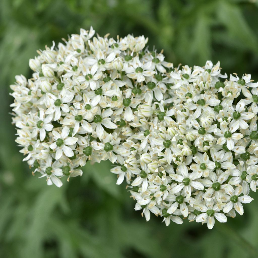 Allium nigrum ssp multibulbosum - Zierlauch