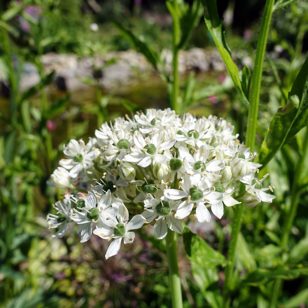 Allium nigrum ssp multibulbosum - Zierlauch