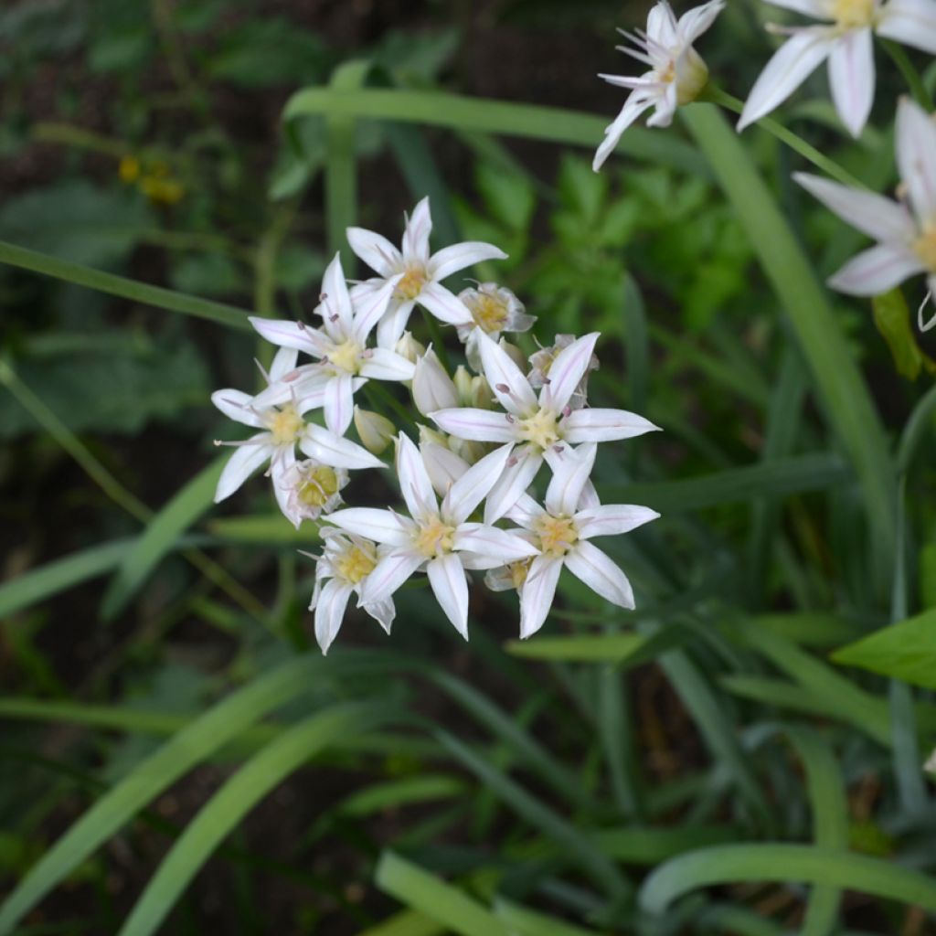 Allium plummerae - Sibirischer Lauch