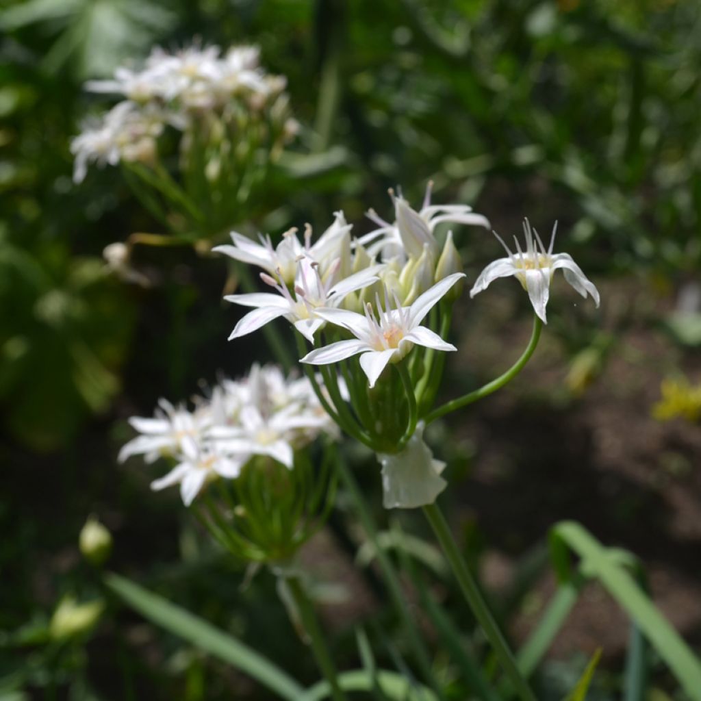 Allium plummerae - Sibirischer Lauch