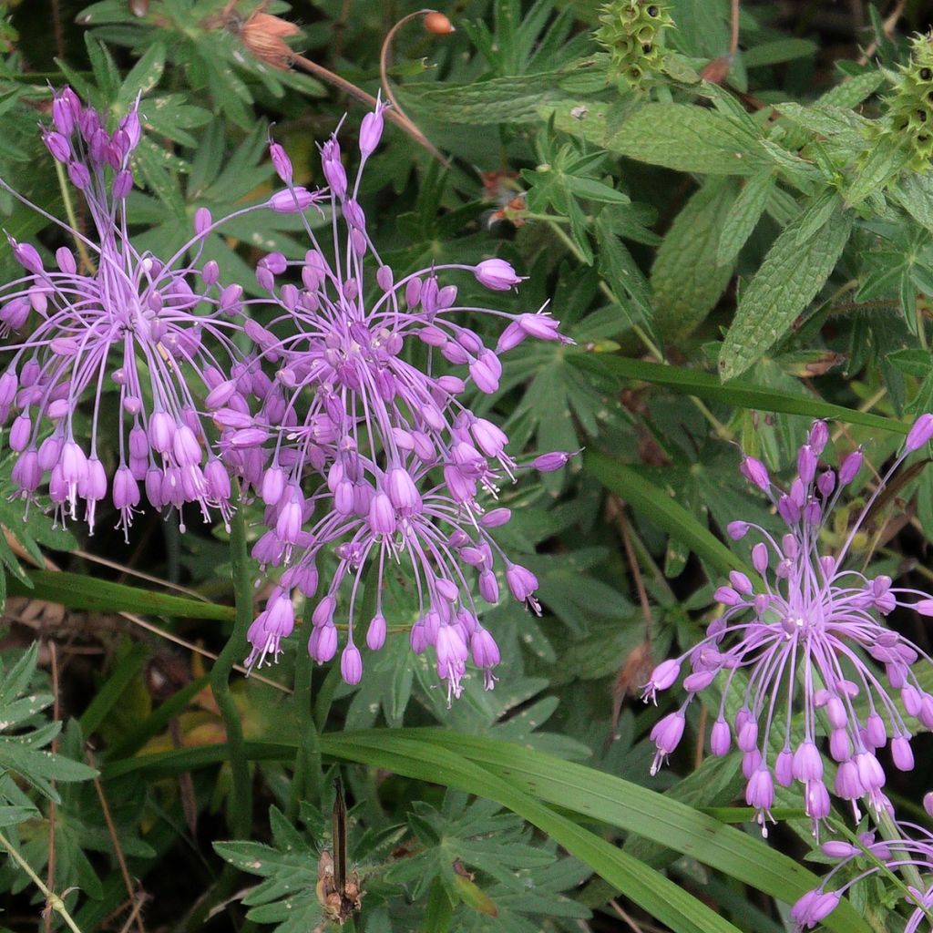 Allium pulchellum - Schöner Lauch