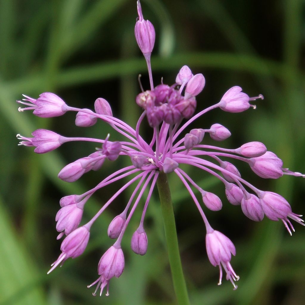 Allium pulchellum - Schöner Lauch